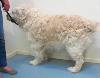 Tratamentul dermatitei atopice canine